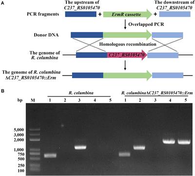 Natural Transformation of Riemerella columbina and Its Determinants